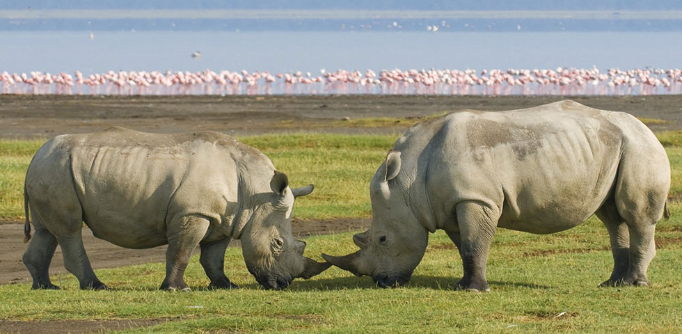4 ditë Safari i Kafshëve të egra të Kenisë te Famous Masai Mara dhe Liqeni Nakuru 4 ditë Safari i Kafshëve të egra të Kenisë te Famous Masai Mara dhe Liqeni Nakuru