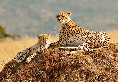 AANVANGENDE GROEPPAKKET SAFARIS KENYA 5 5 Dae Kenya Kenya Safari Great Masai Mara, Lake Lake en Naivasha-meer