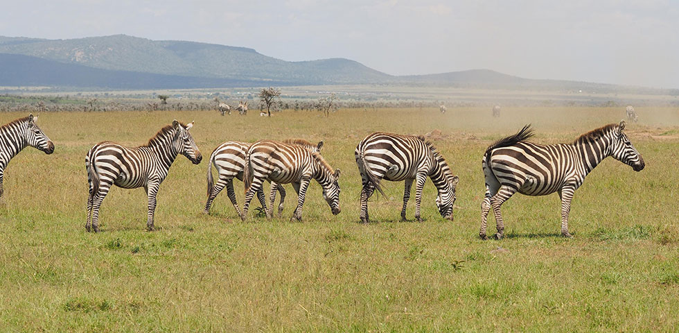 5 Days Kenya Budget Safari Great Masai Mara, Lake Nakuru and Lake Naivasha 5 Days Kenya Budget Safari Great Masai Mara, Lake Nakuru and Lake Naivasha