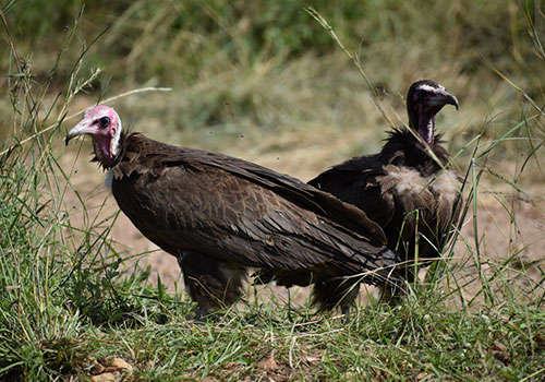 KENYA AANGEPASTE SAFARIS 14 Safari Masai Mara, Lake Nakuru-meer en Olpejeta vir 5 dae