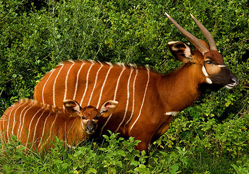 KENYA AANGEPASTE SAFARIS 12 5 dae Kenya Lodge Safari Aberdare, Lake Nakuru en Masai Mara