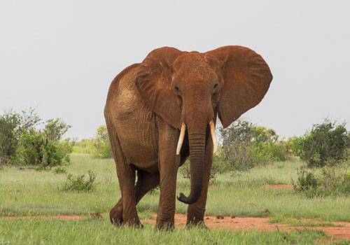 KENYA AANGEPASTE SAFARIS 15 5 dae Kenya Lodge Safari Amboseli, Tsavo-Oos, Tsavo-Wes en Nairobi