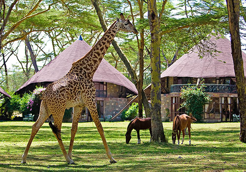 ኬንያ LODGE SAFARI Group JOINING 2 5 ቀናት ኬንያ ሎጅ ሳፋሪ Masai ማራ የጨዋታ ክምችት ፣ ናካሩ ሐይቅ እና ናይሮሻ ሐይቅ