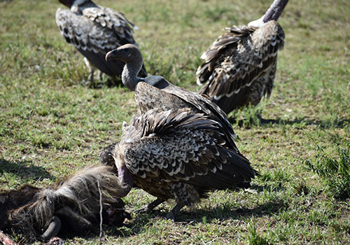 KENYA AANGEPASTE SAFARIS 10 5 Days Kenya Lodge Safari Masai Mara, Lake Nakuru en Amboseli Nasionale Park