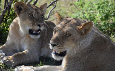 5 Days Perfect wildlife Kenya Safari Holiday Tour Package Kenya Safari Holiday Tour