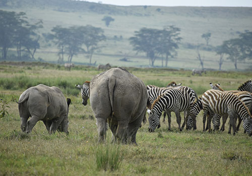 KENYA AANGEPASTE SAFARIS 11 5 dae Kenya Lodge Safari Sweetwaters, Lake Nakuru en Masai Mara