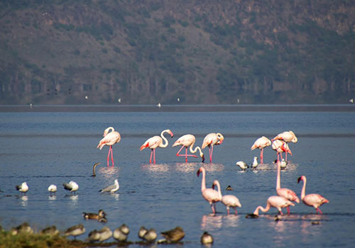 KENYA AANGEPASTE SAFARIS 9 5 Dae Kenya Safari Masai Mara, Lake Lake en Baringo / Bogoria