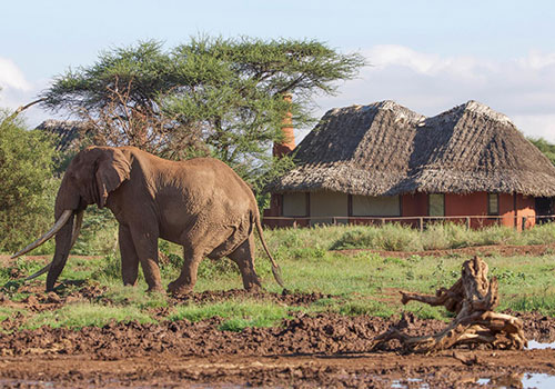 ኬንያ LODGE SAFARI Group JOINING 3 5 ቀናት ሎጅ ሳፋሪ ማሳሳ ማራ የጨዋታ ክምችት እና አምቦሴሊ ብሔራዊ ፓርክ