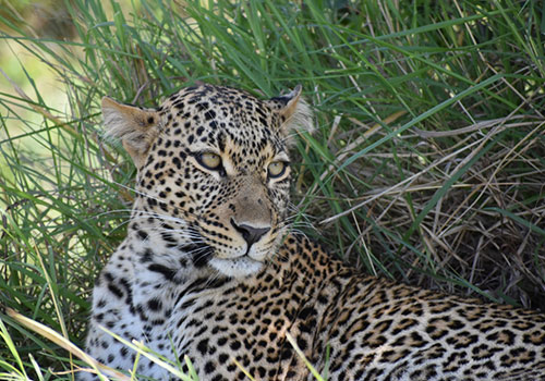KENYA AANGEPASTE SAFARIS 8 5 dae Safari Nairobi, Amboseli, Tsavo-Wes, Saltick en Tsavo-Oos