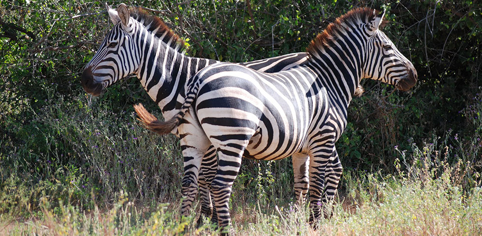 6 Days Circuit Safari Kenya and Tanzania Masai Mara, Serengeti and Ngorongoro Crater 6 Days Circuit Safari Kenya and Tanzania Masai Mara, Serengeti and Ngorongoro Crater