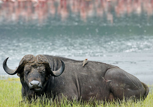 AANVANGENDE GROEPPAKKET SAFARIS KENYA 6 6 dae Kenya Budget Safari Masai Mara, Lake Nakuru en Amboseli Nasionale Park