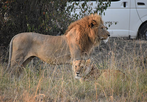 KENYA AANGEPASTE SAFARIS 16 6 dae Kenya Safari Amboseli Nasionale Park, Lake Nakuru en Masai Mara Wildreservaat