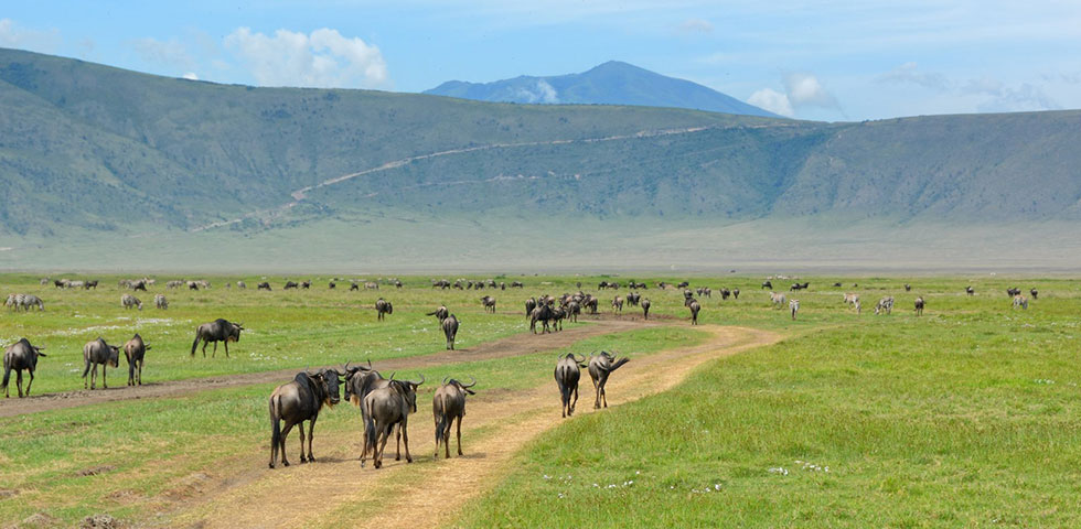 6 Days Kenya and Tanzania Budget Safari Amboseli National Park, Arusha, Lake Manyara, Ngorongoro Crater and Tarangire National Park 6 Days Kenya and Tanzania Budget Safari Amboseli National Park, Arusha, Lake Manyara, Ngorongoro Crater and Tarangire National Park