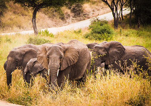 6 Days Kenya and Tanzania Standard Safari Amboseli National Park, Arusha, Lake Manyara, Ngorongoro Crater and Tarangire National Park 6 Days Kenya and Tanzania Standard Safari Amboseli National Park, Arusha, Lake Manyara, Ngorongoro Crater and Tarangire National Park