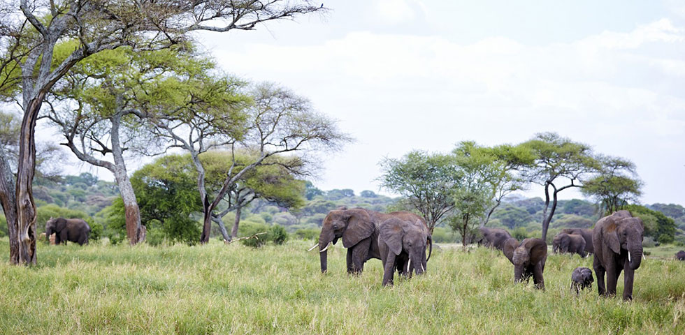6 Days Kenya and Tanzania Standard Safari Amboseli National Park, Arusha, Lake Manyara, Ngorongoro Crater and Tarangire National Park 6 Days Kenya and Tanzania Standard Safari Amboseli National Park, Arusha, Lake Manyara, Ngorongoro Crater and Tarangire National Park