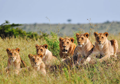 COMBINED KENYA AND TANZANIA TRIPS 1 6 Days Safari Kenya and Tanzania Masai Mara, Lake Nakuru, Arusha, Lake Manyara and Ngorongoro Crater