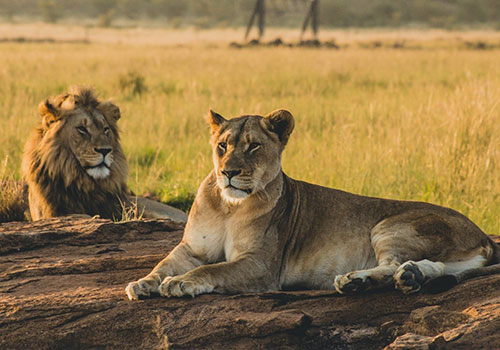 6 Days Standard Circuit Safari Kenya and Tanzania Masai Mara, Serengeti and Ngorongoro Crater