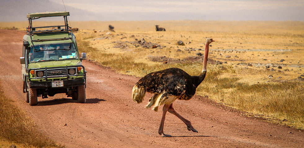6 Days Standard Circuit Safari Kenya and Tanzania Masai Mara, Serengeti and Ngorongoro Crater 6 Days Standard Circuit Safari Kenya and Tanzania Masai Mara, Serengeti and Ngorongoro Crater