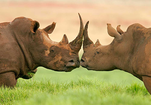 6 Days Standard Safari Kenya & Tanzania Masai Mara, Lake Nakuru, Arusha, Lake Manyara and Ngorongoro Crater