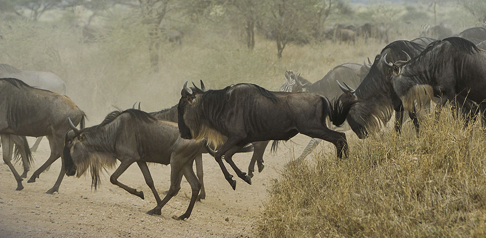 7 Days Circuit Kenya and Tanzania Masai Mara, Serengeti, Ngorongoro Crater and Amboseli 7 Days Circuit Kenya and Tanzania Masai Mara, Serengeti, Ngorongoro Crater and Amboseli