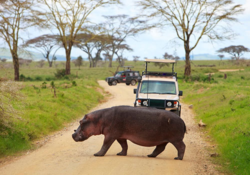 7 Days Circuit Standard Safari Kenya and Tanzania Masai Mara, Serengeti, Ngorongoro Crater and Amboseli