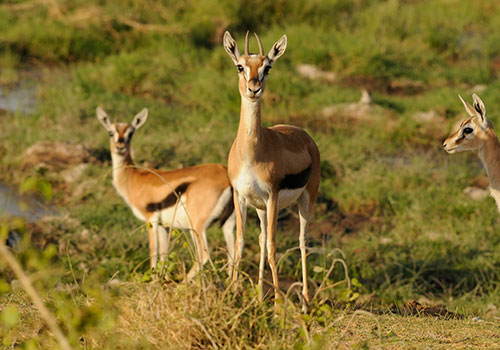 AANVANGENDE GROEPPAKKET SAFARIS KENYA 7 7 Dae Kenya Kenya Safari Masai Mara, Lake Nakuru, Lake Naivasha en Amboseli National Park