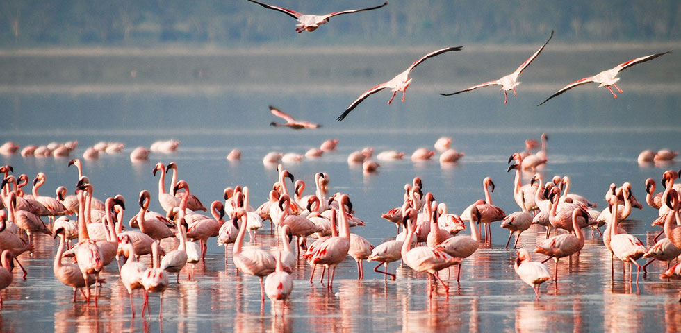 7 Days Kenya Budget Safari Masai Mara, Lake Nakuru, Lake Naivasha and Amboseli National Park 7 Days Kenya Budget Safari Masai Mara, Lake Nakuru, Lake Naivasha and Amboseli National Park