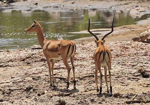 COMBINED KENYA AND TANZANIA TRIPS 4 7 Days Kenya Circuit Safari Lake Nakuru, Masai Mara, Serengeti, Ngorongoro Crater and Arusha