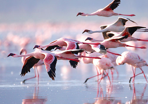 KENYA AANGEPASTE SAFARIS 21 7 Days Kenya Lodge Safari Amboseli, Aberdare, Lake Nakuru en Masai Mara Wildreservaat