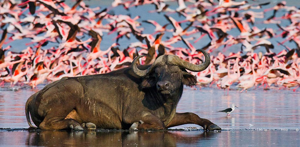 7 Days Kenya Lodge Safari Amboseli, Aberdare, Lake Nakuru and Masai Mara Game Reserve 7 Days Kenya Lodge Safari Amboseli, Aberdare, Lake Nakuru and Masai Mara Game Reserve