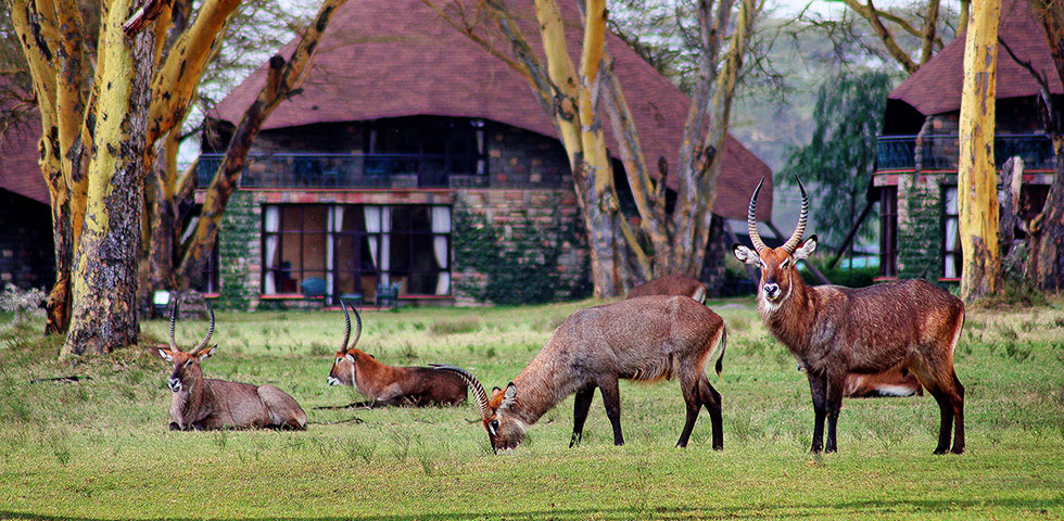 7 Days Kenya Lodge Safari Masai Mara, Lake Nakuru, Lake Naivasha and Amboseli National Park 7 Days Kenya Lodge Safari Masai Mara, Lake Nakuru, Lake Naivasha and Amboseli National Park