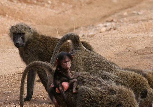 KENYA AANGEPASTE SAFARIS 20 7 Dae Kenia Safari Masai Mara, Lake Nakuru, Samburu en Sweetwaters