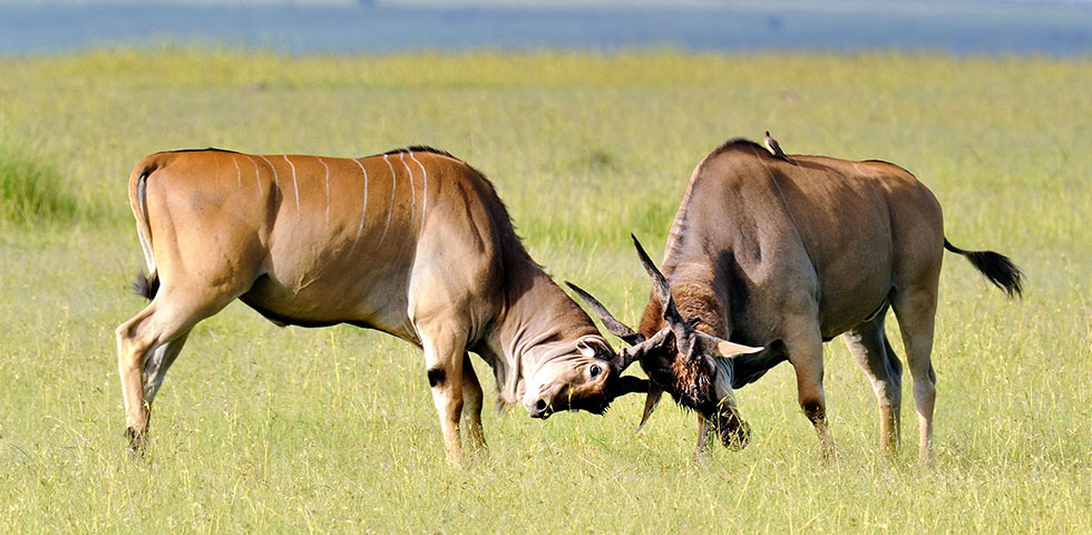 7 Days Kenya Standard Safari Masai Mara, Lake Nakuru, Lake Bogoria and Amboseli National Park 7 Days Kenya Standard Safari Masai Mara, Lake Nakuru, Lake Bogoria and Amboseli National Park