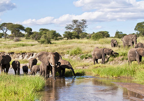 7 Days Kenya and Tanzania Circuit Safari Lake Nakuru, Masai Mara, Serengeti, Ngorongoro Crater and Arusha