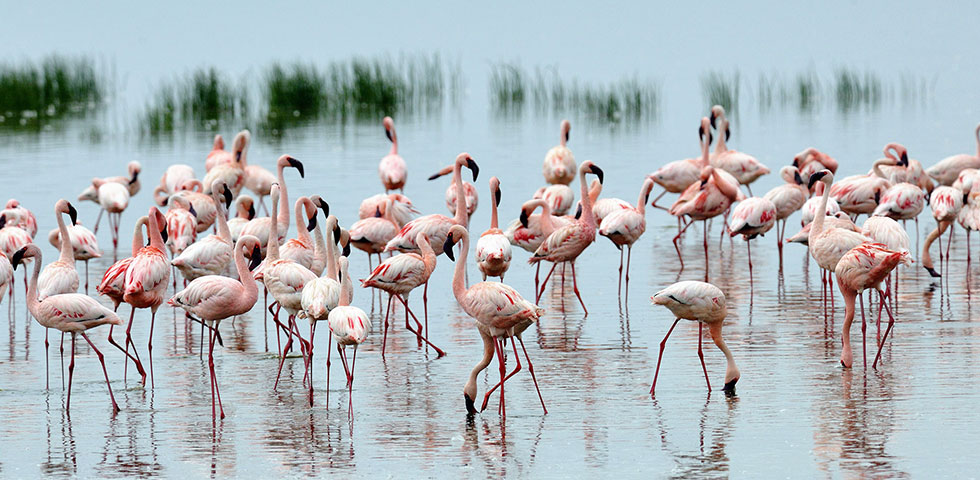 7 Days Kenya and Tanzania Circuit Safari Lake Nakuru, Masai Mara, Serengeti, Ngorongoro Crater and Arusha 7 Days Kenya and Tanzania Circuit Safari Lake Nakuru, Masai Mara, Serengeti, Ngorongoro Crater and Arusha