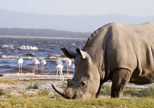 7 Days Kenya and Tanzania Combined Masai Mara, Lake Nakuru, Arusha, Serengeti National Park and Ngorongoro Crater
