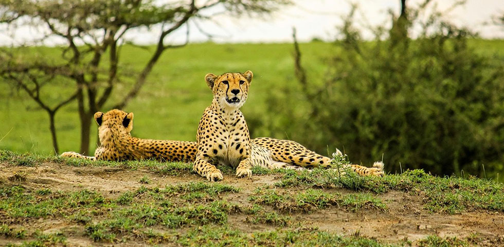 7 Days Kenya and Tanzania Combined Masai Mara, Lake Nakuru, Arusha, Serengeti National Park and Ngorongoro Crater 7 Days Kenya and Tanzania Combined Masai Mara, Lake Nakuru, Arusha, Serengeti National Park and Ngorongoro Crater