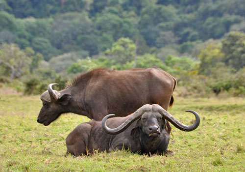 8 Days Circuit Safari Kenya and Tanzania Lake Nakuru, Masai Mara, Serengeti, Ngorongoro Crater, Lake Manyara and Arusha