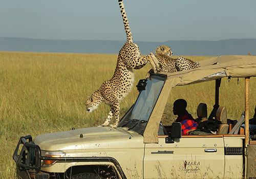 COMBINED KENYA AND TANZANIA TRIPS 6 8 Days Circuit Safari Kenya and Tanzania Nairobi, Lake Nakuru, Masai Mara, Serengeti, Ngorongoro Crater, Lake Manyara and Arusha