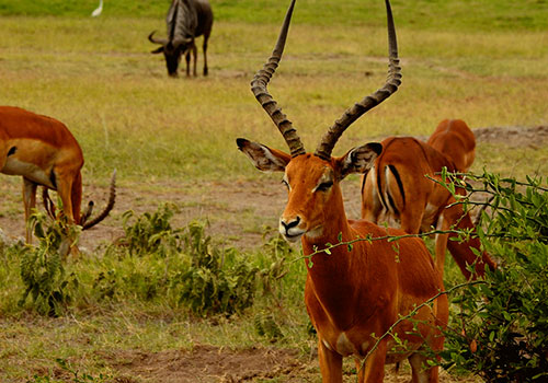 KENYA AANGEPASTE SAFARIS 23 8 dae Kenya Budget Safari Samburu, Lake Nakuru, Masai Mara en Amboseli Nasionale Park
