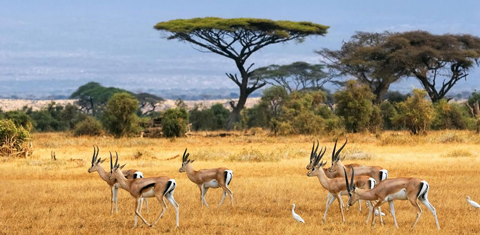 8 Days Kenya Budget Safari Samburu, Lake Nakuru, Masai Mara and Amboseli National Park 8 Days Kenya Budget Safari Samburu, Lake Nakuru, Masai Mara and Amboseli National Park