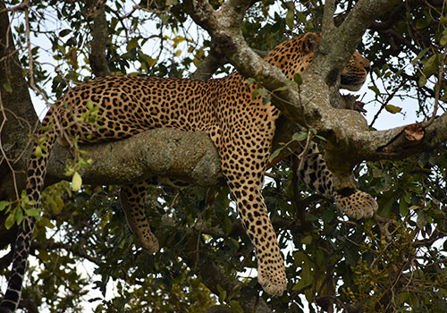 KENYA AANGEPASTE SAFARIS 24 8 Dae Kenia Mid Range Safari Masai Mara, Lake Nakuru, Lake Bogoria en Amboseli Nasionale Park