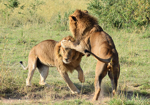 KENYA AND TANZANIA GROUP JOINING SAFARIS 2 8 Days Kenya and Tanzania Budget Safari Masai Mara, Lake Nakuru, Arusha, Lake Manyara, Ngorongoro Crater and Tarangire National Park.