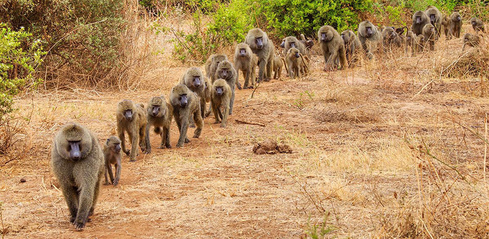 8 Days Kenya and Tanzania Budget Safari Masai Mara, Lake Nakuru, Arusha, Lake Manyara, Ngorongoro Crater and Tarangire National Park 8 Days Kenya and Tanzania Budget Safari Masai Mara, Lake Nakuru, Arusha, Lake Manyara, Ngorongoro Crater and Tarangire National Park