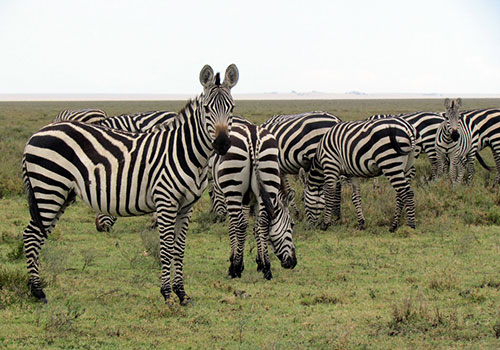 8 Days Kenya and Tanzania Circuit Safari Lake Nakuru, Masai Mara, Serengeti, Ngorongoro Crater, Arusha and Nairobi