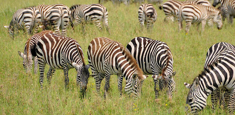 8 Days Kenya and Tanzania Circuit Standard Safari Lake Nakuru, Masai Mara,Serengeti,Ngorongoro Crater, Arusha and Nairobi 8 Days Kenya and Tanzania Circuit Standard Safari Lake Nakuru, Masai Mara,Serengeti,Ngorongoro Crater, Arusha and Nairobi