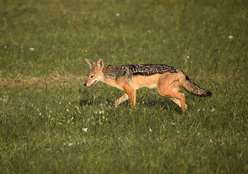 8 Days Kenya and Tanzania Combined Masai Mara, Lake Nakuru, Arusha, Serengeti National Park and Ngorongoro Crater 8 Days Kenya and Tanzania Combined Masai Mara, Lake Nakuru, Arusha, Serengeti National Park and Ngorongoro Crater