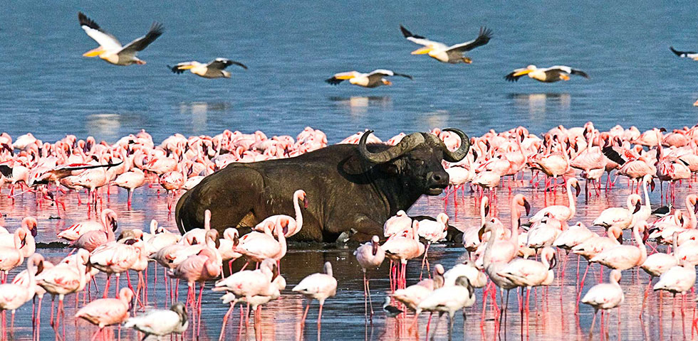 8 Days Kenya and Tanzania Combined Masai Mara, Lake Nakuru, Arusha, Serengeti National Park and Ngorongoro Crater 8 Days Kenya and Tanzania Combined Masai Mara, Lake Nakuru, Arusha, Serengeti National Park and Ngorongoro Crater