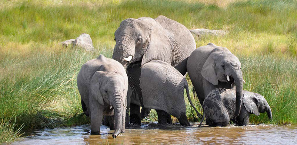 8 Days Kenya and Tanzania Standard Safari Masai Mara, Lake Nakuru, Arusha, Lake Manyara, Ngorongoro Crater and Tarangire National Park. 8 Days Kenya and Tanzania Standard Safari Masai Mara, Lake Nakuru, Arusha, Lake Manyara, Ngorongoro Crater and Tarangire National Park.