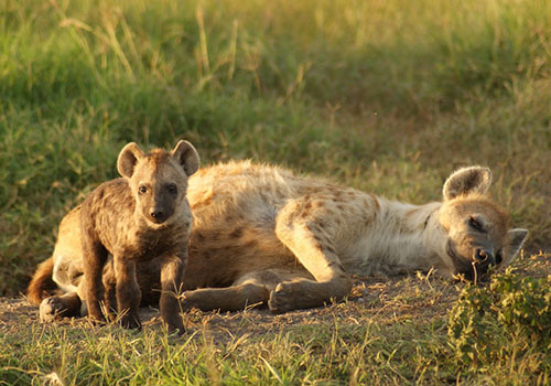 8 Days Kenya and Tanzania Standard Safari Masai Mara, Lake Nakuru, Arusha, Lake Manyara, Ngorongoro Crater and Tarangire National Park.